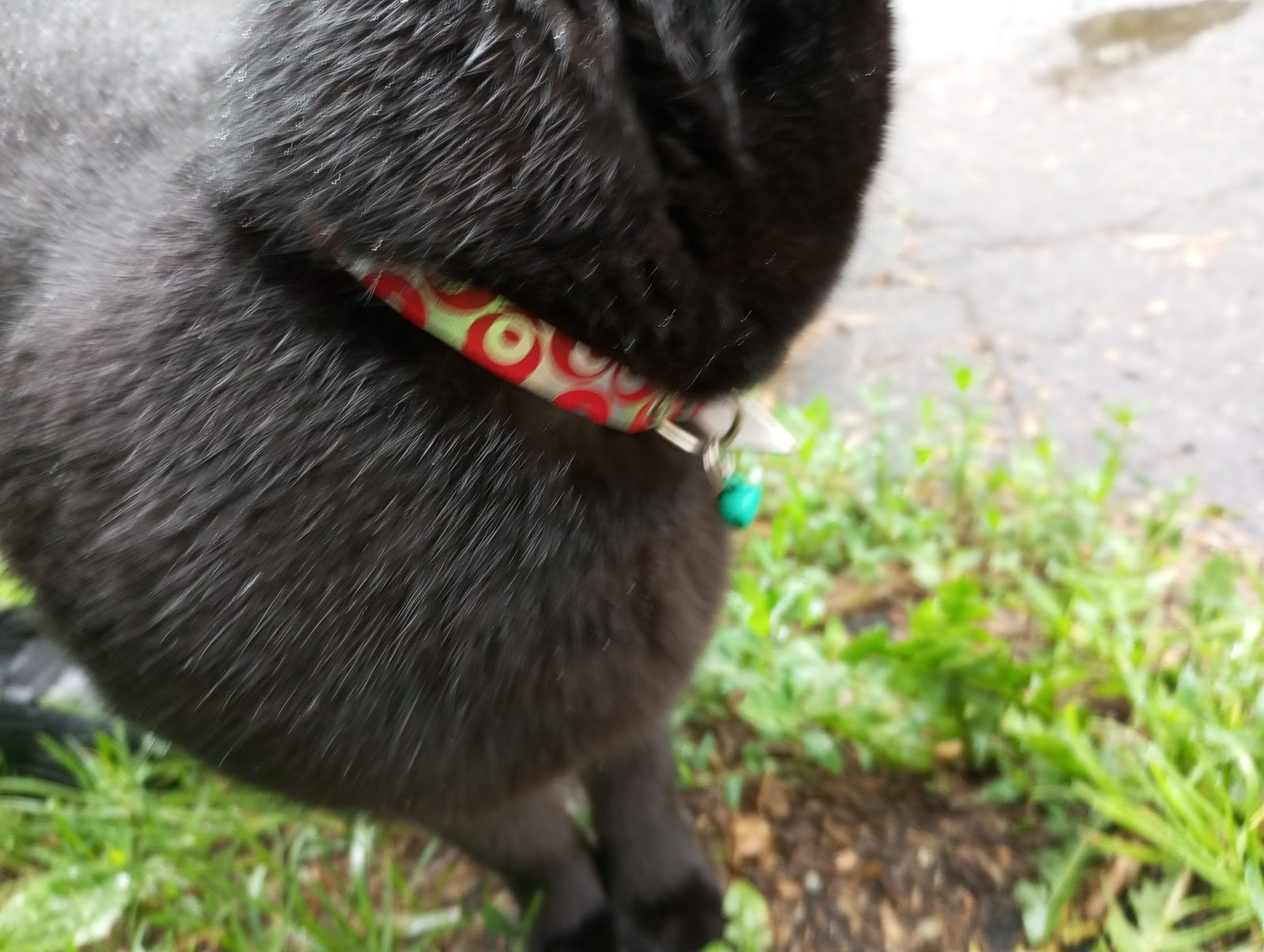 Found Cat in Belfast, Northern Ireland — Cat found safe in Belfast