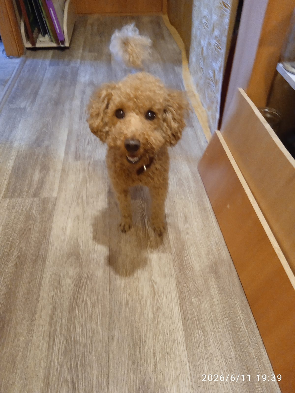 Found Dog in Reading, England — listing photo