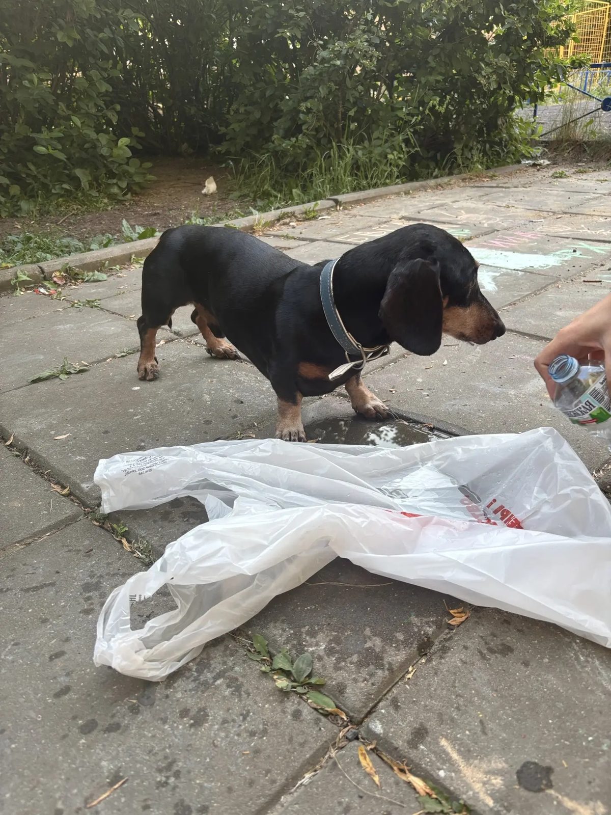 Found Dog in Bournemouth, England — Dog found in Bournemouth