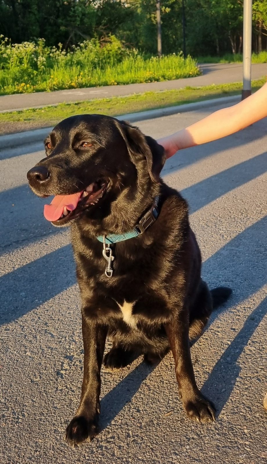 Found Dog in Bradford, England — listing photo