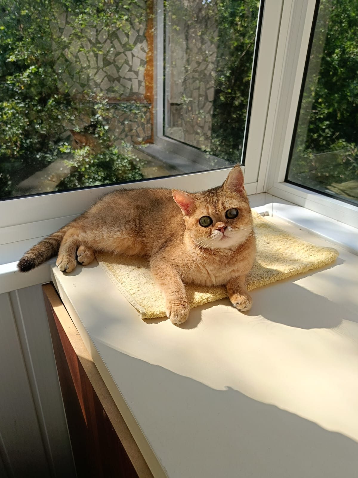 Lost Cat in Stockport, England — listing photo