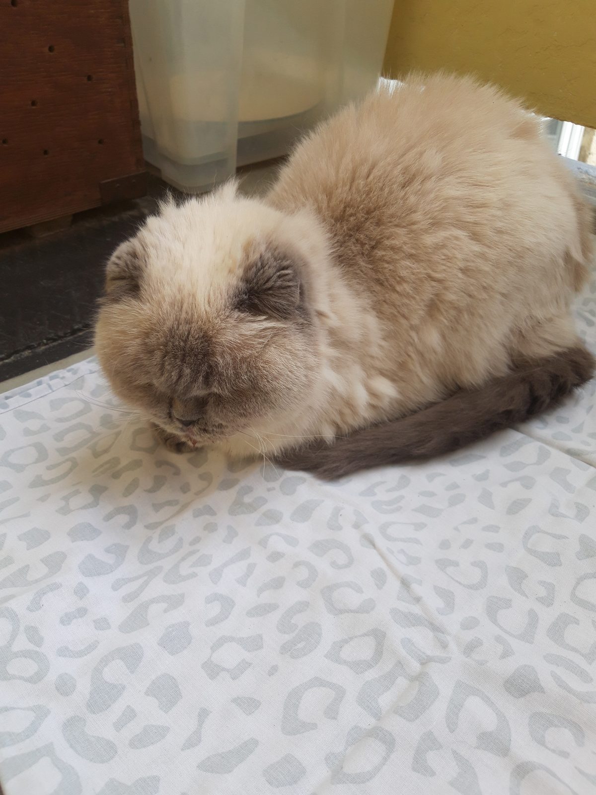 Found Cat in Swansea, Wales — listing photo