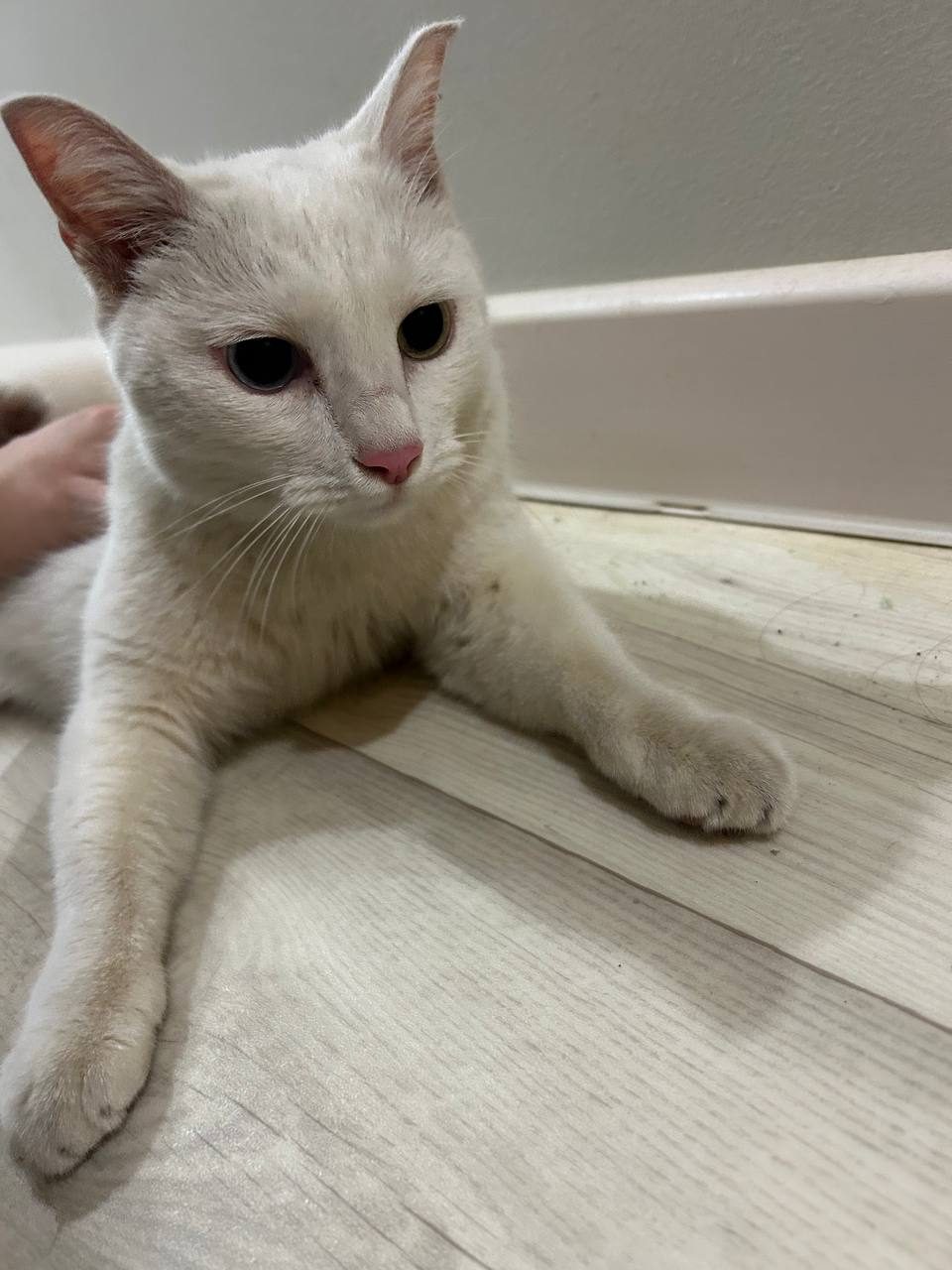 Found Cat in Kingston upon Hull, England — listing photo