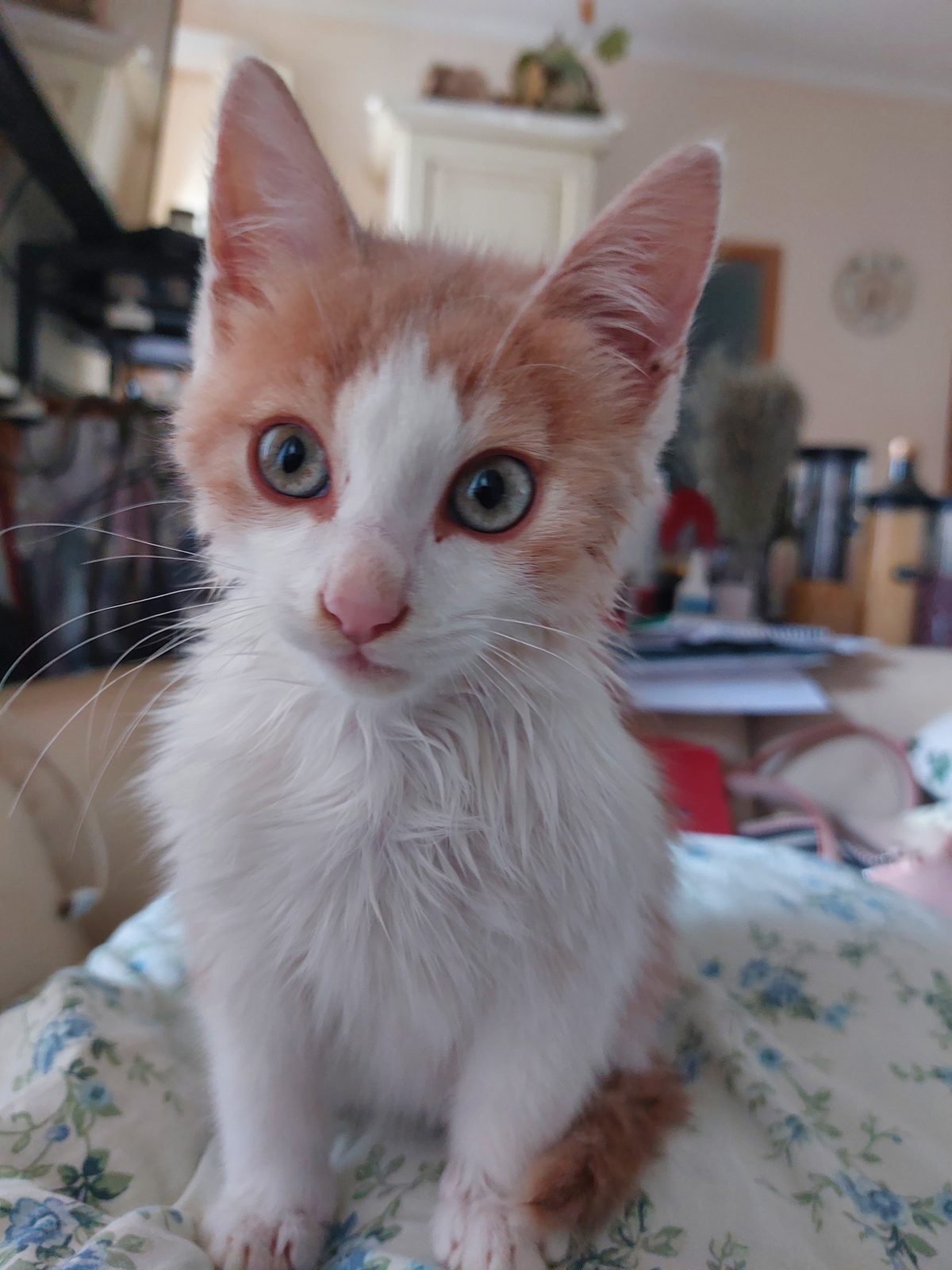 Lost Cat in Stoke-on-Trent, England — Have you seen this cat in Stoke-on-Trent?