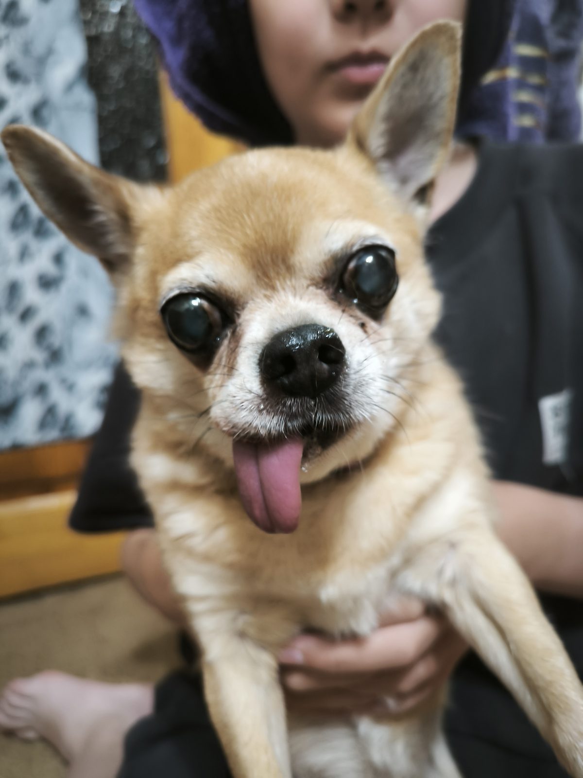 Found Dog in Glasgow, Scotland — Dog found safe in Glasgow