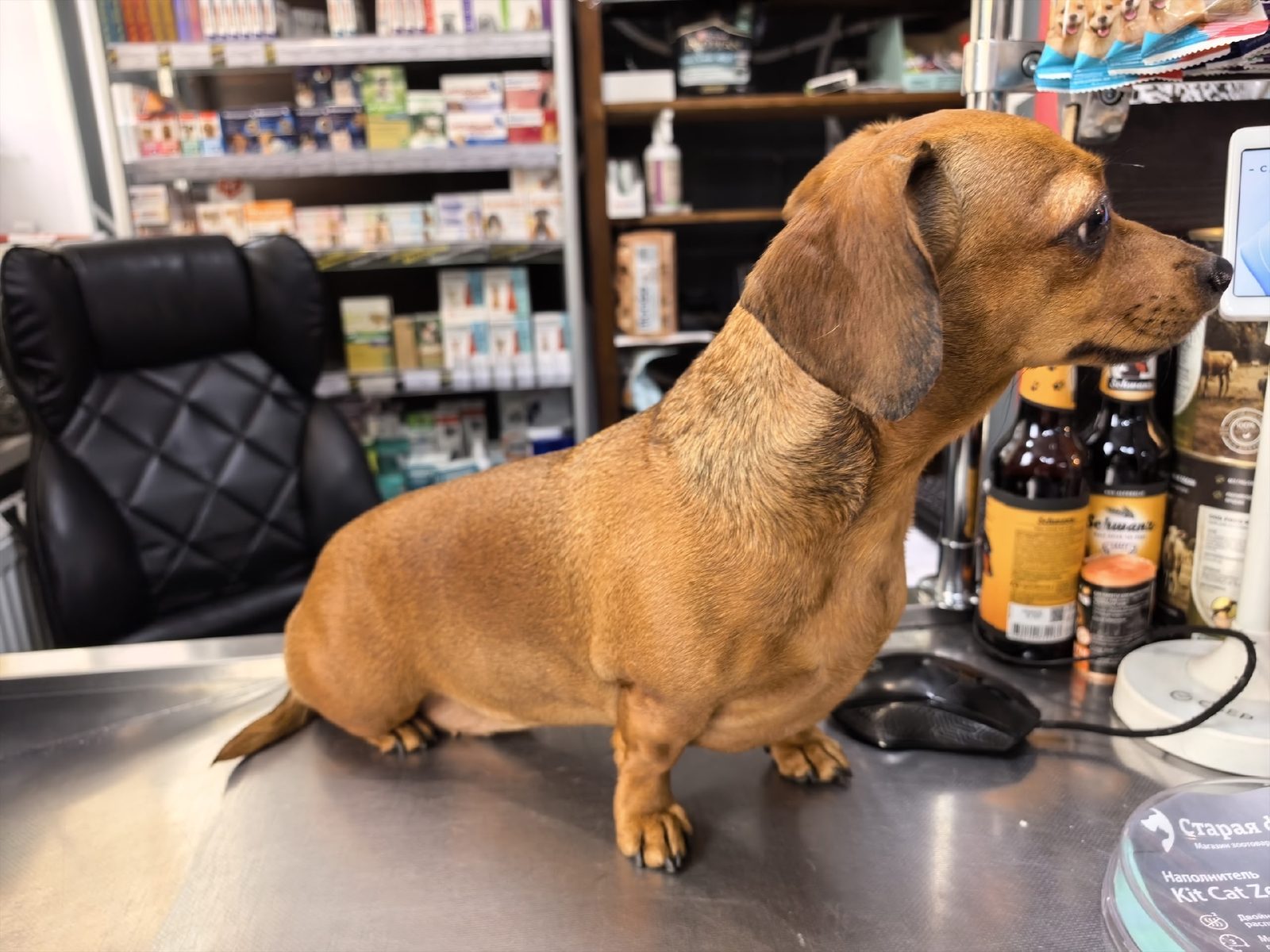 Found Dog in Norwich, England — Dog found in Norwich