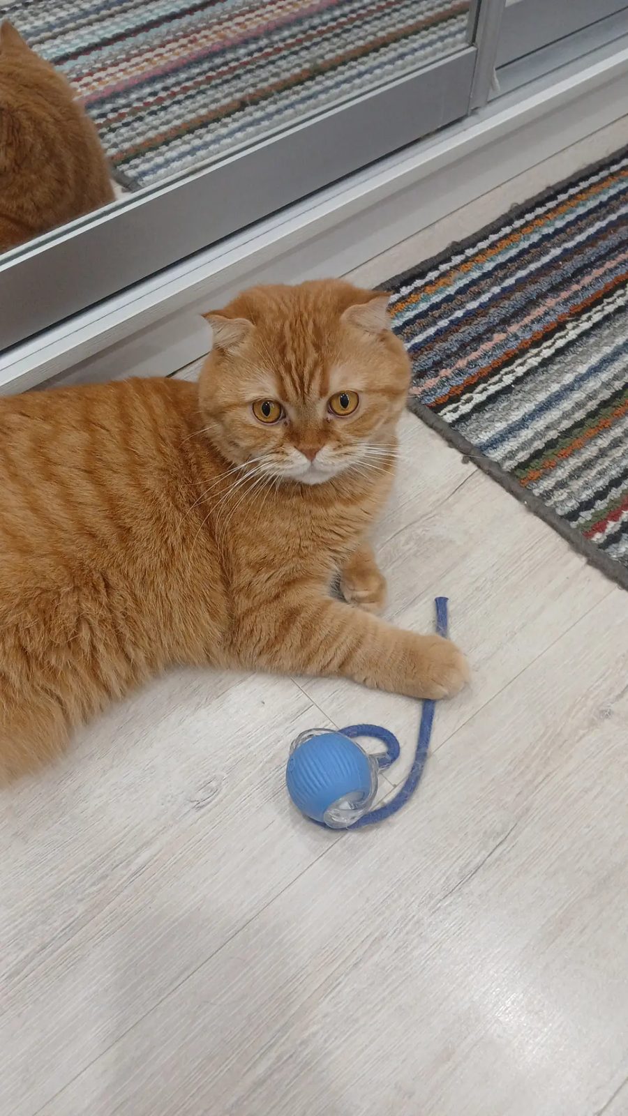 Lost Cat in Ipswich, England Lost Cat in Ipswich, England — listing photo