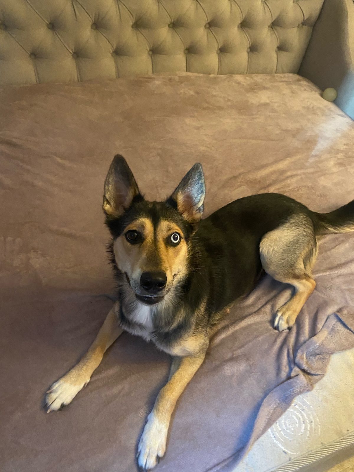 Found Dog in Cardiff, Wales — listing photo