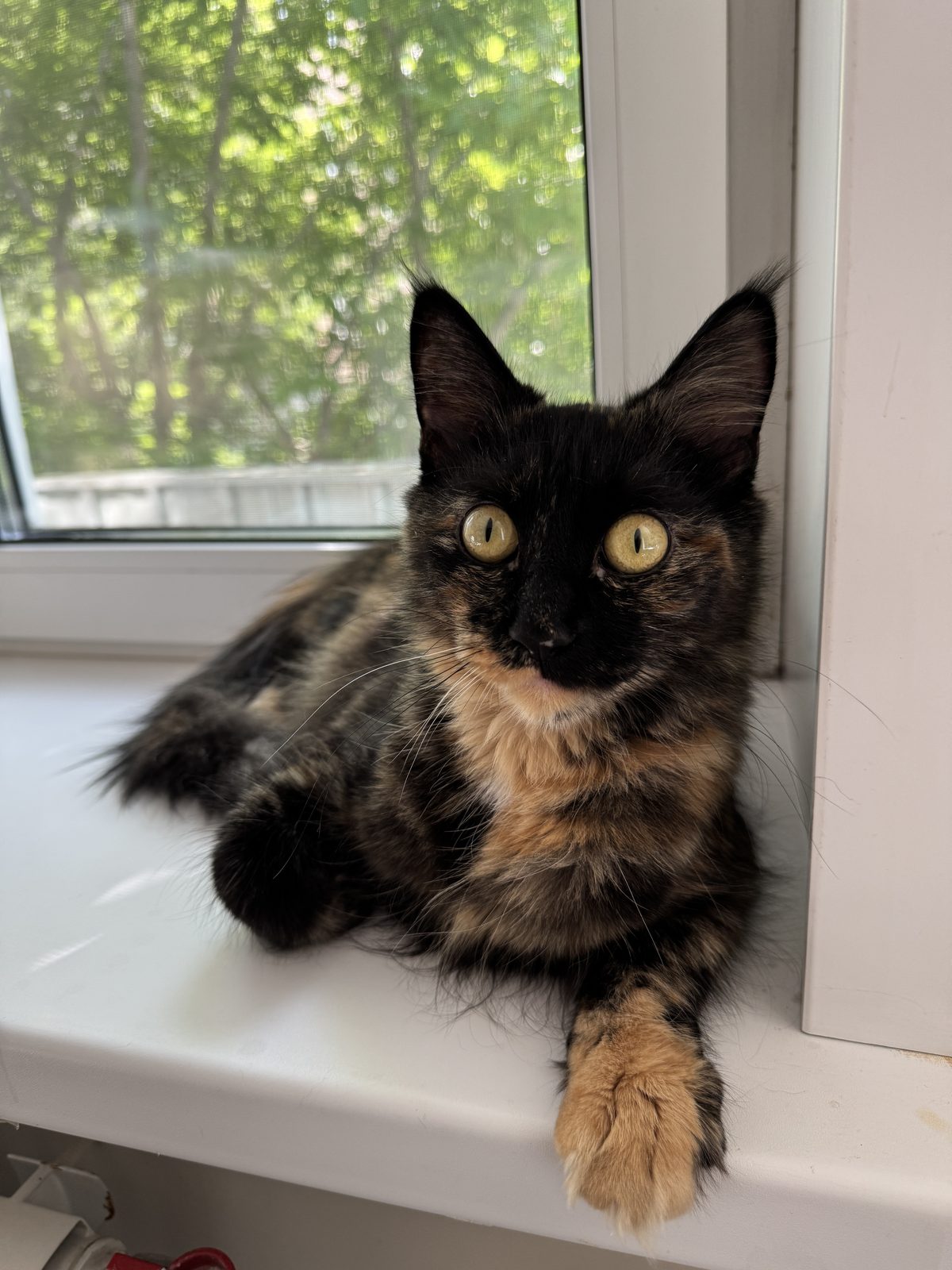 Found Cat in Coventry, England — listing photo