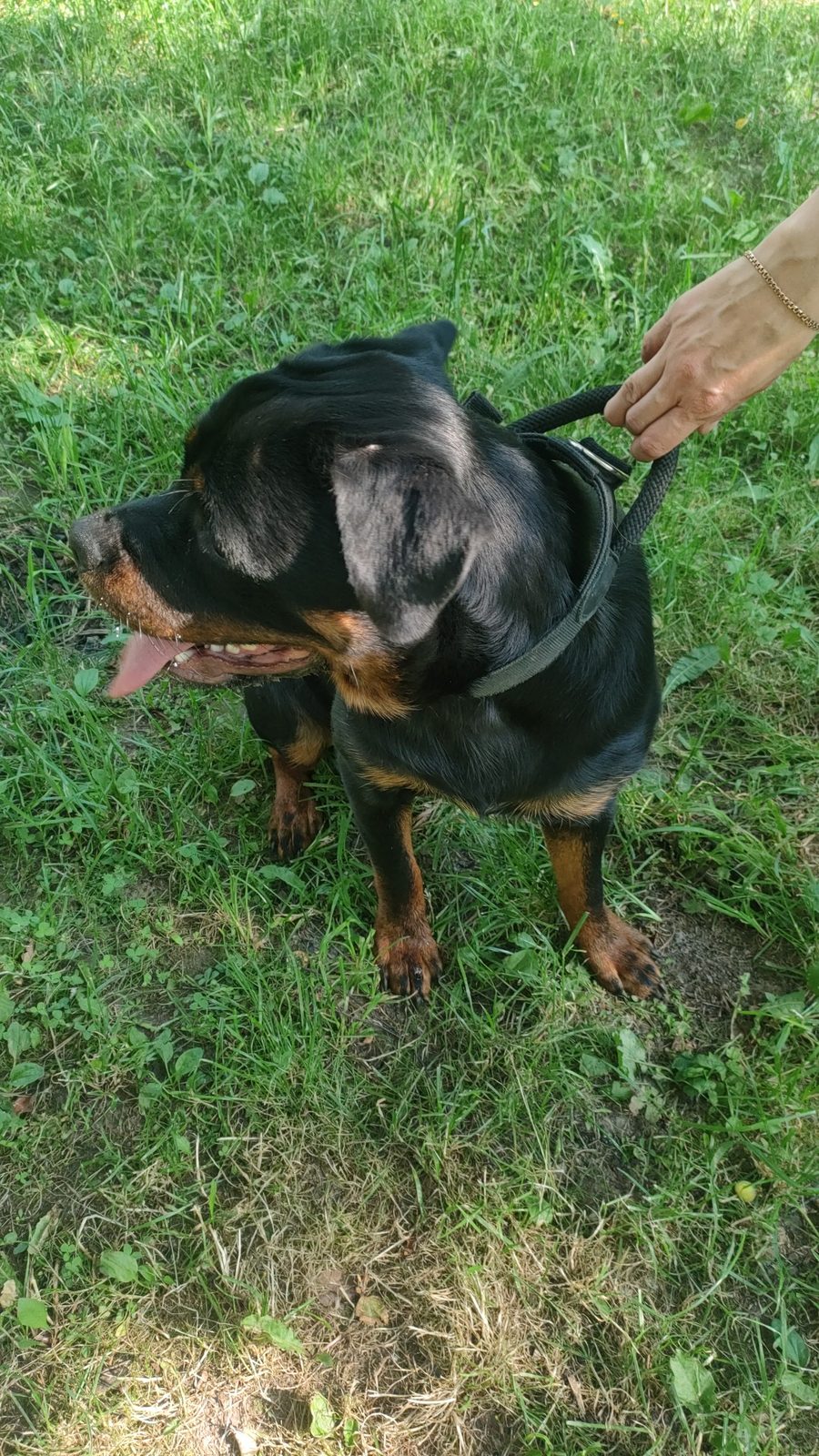 Found Dog in Cambridge, England — Dog found in Cambridge
