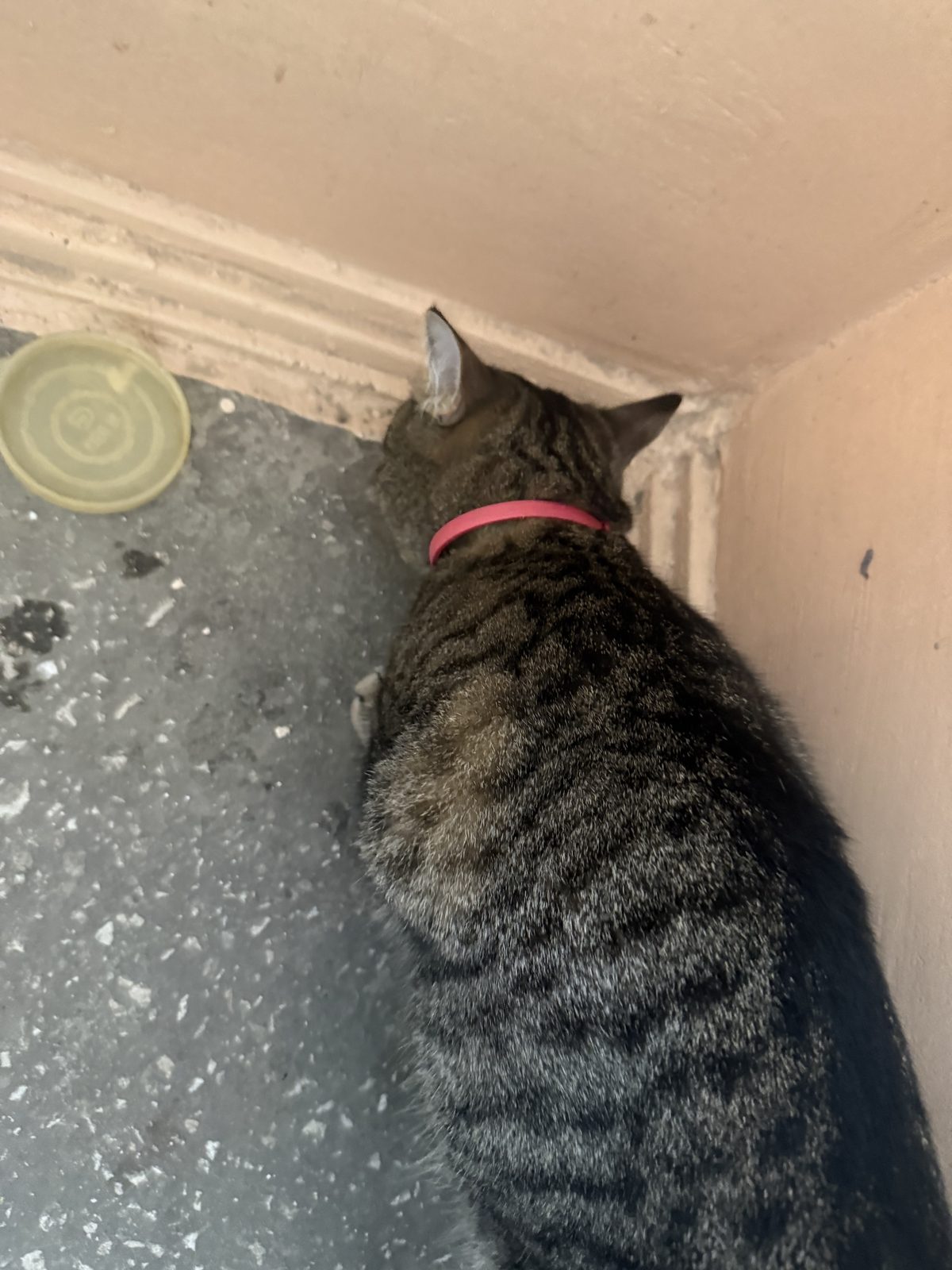 Found Cat in Telford, England — listing photo