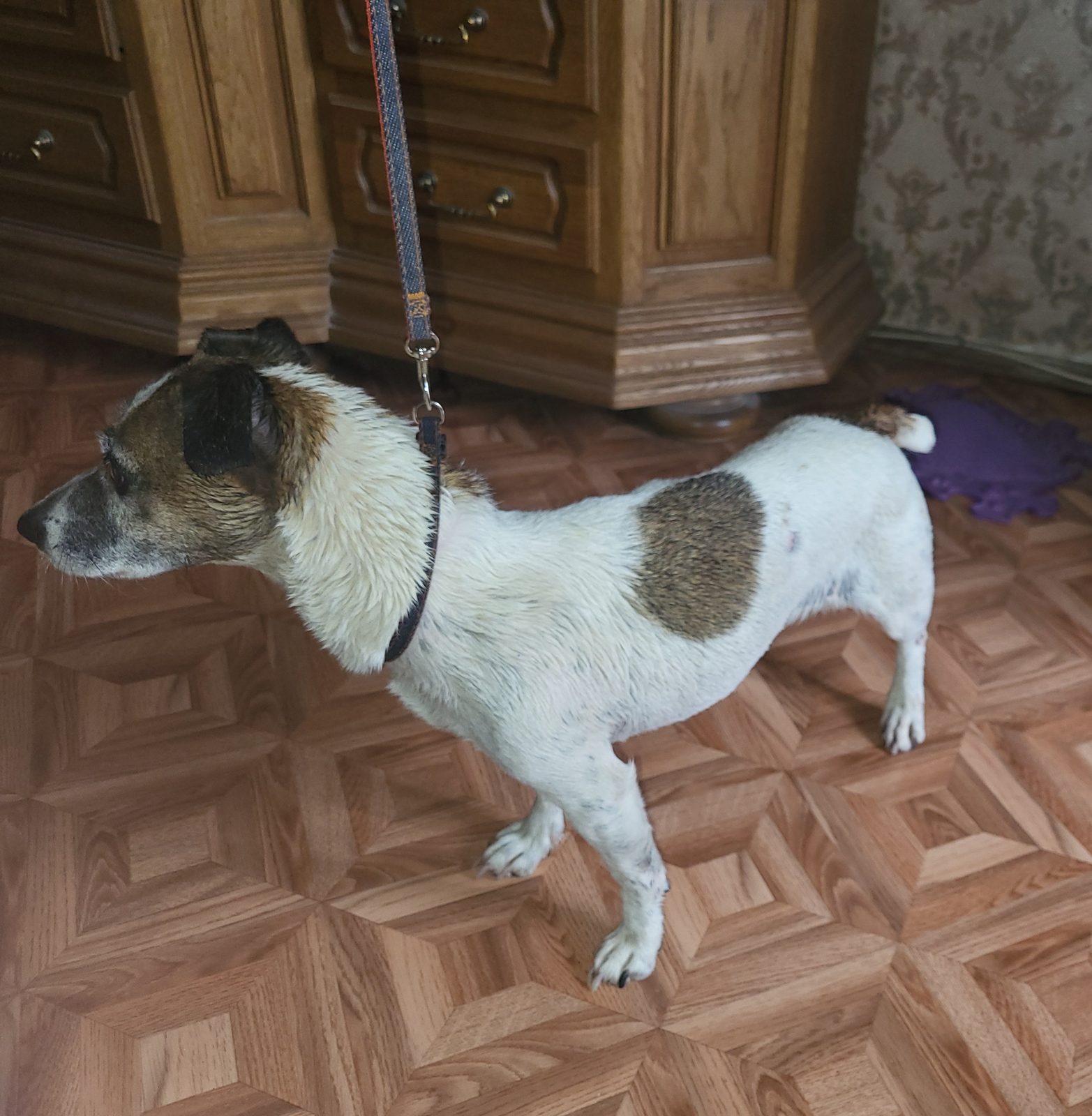 Found Dog in Leicester, England — listing photo
