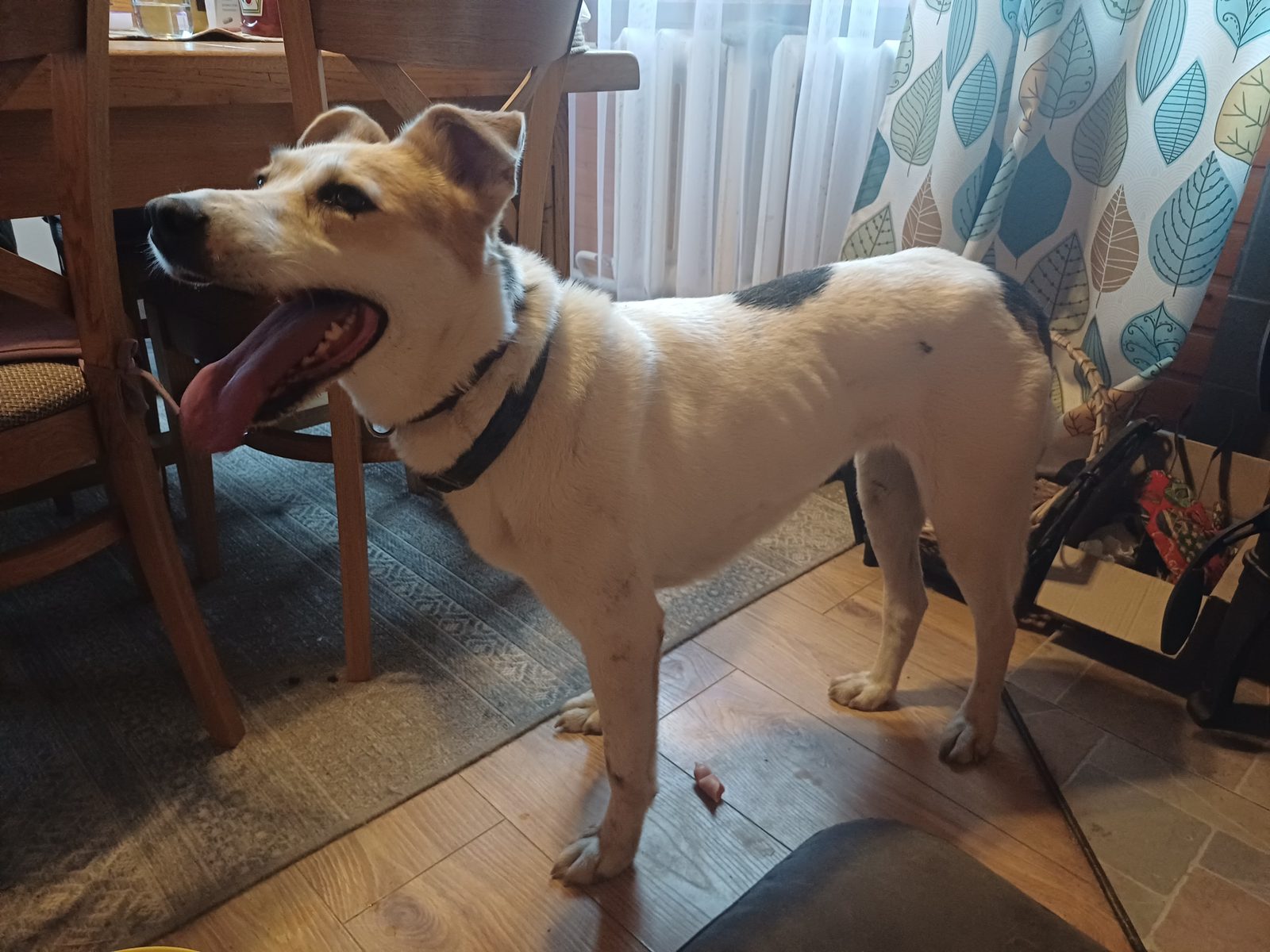 Found Dog in Reading, England — Dog found in Reading