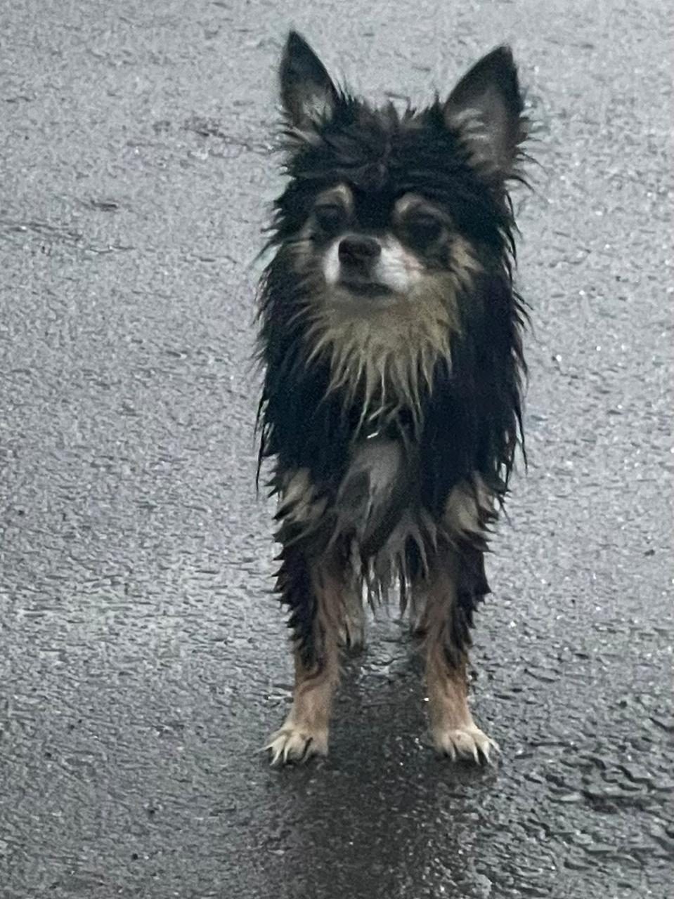 Found Dog in Northampton, England Found Dog in Northampton, England — listing photo