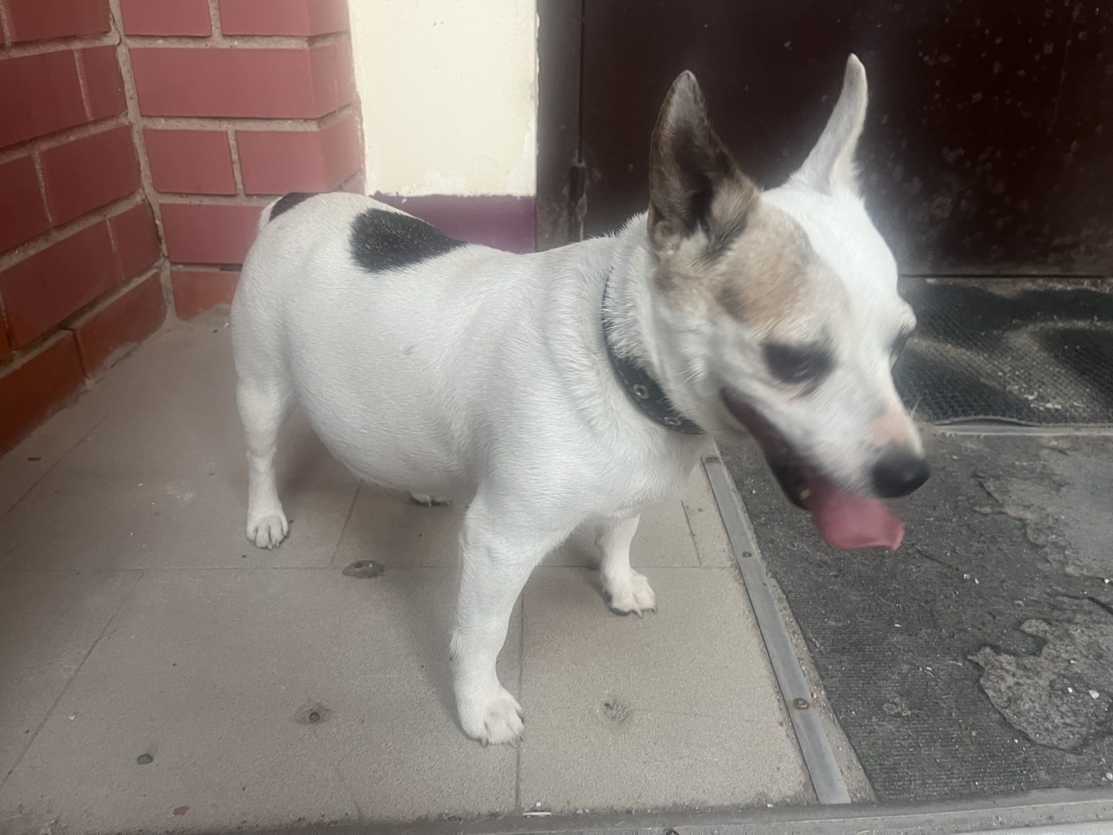 Found Dog in Bolton, England: Stray dog found in Bolton Found Dog in Bolton, England — Stray dog found in Bolton