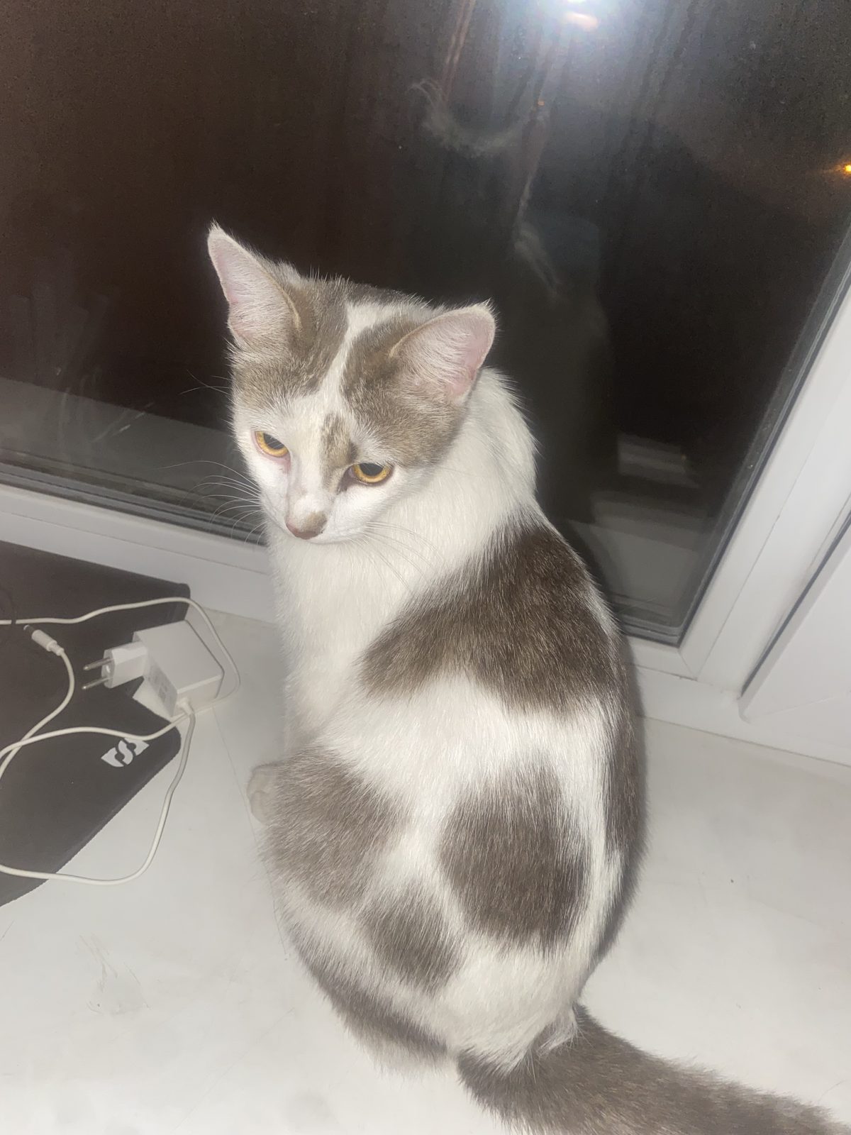 Found Cat in Northampton, England: Stray cat found in Northampton Found Cat in Northampton, England — Stray cat found in Northampton
