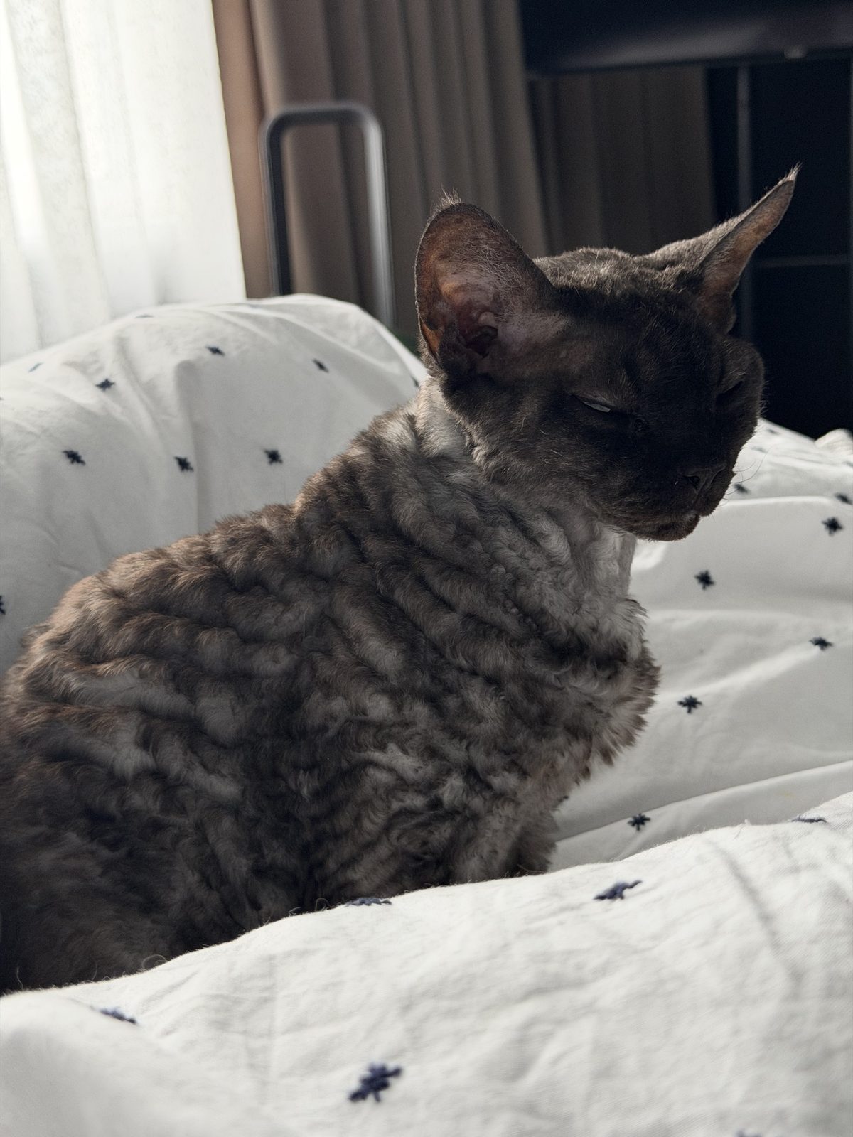 Lost Cat in Milton Keynes, England Lost Cat in Milton Keynes, England — listing photo