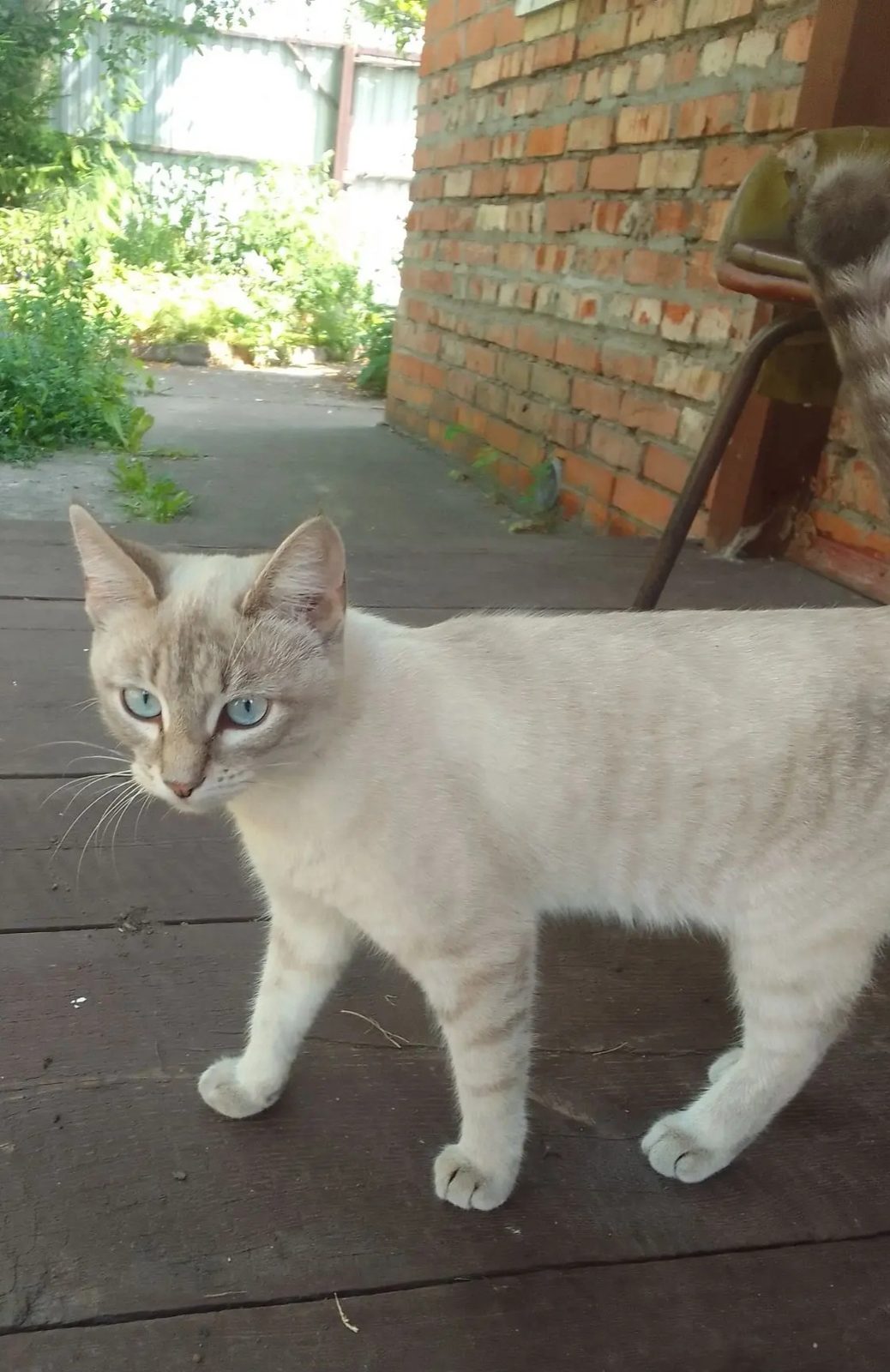 Found Cat in Milton Keynes, England: Cat found in Milton Keynes Found Cat in Milton Keynes, England — Cat found in Milton Keynes