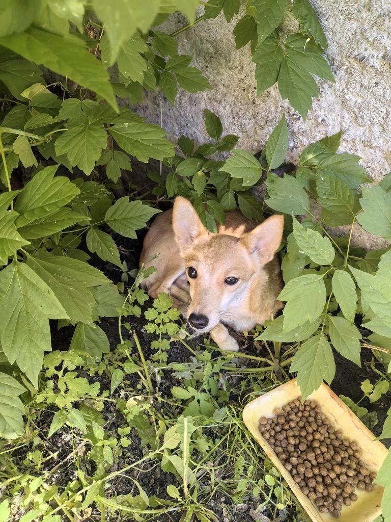 Found Dog in Telford, England — listing photo
