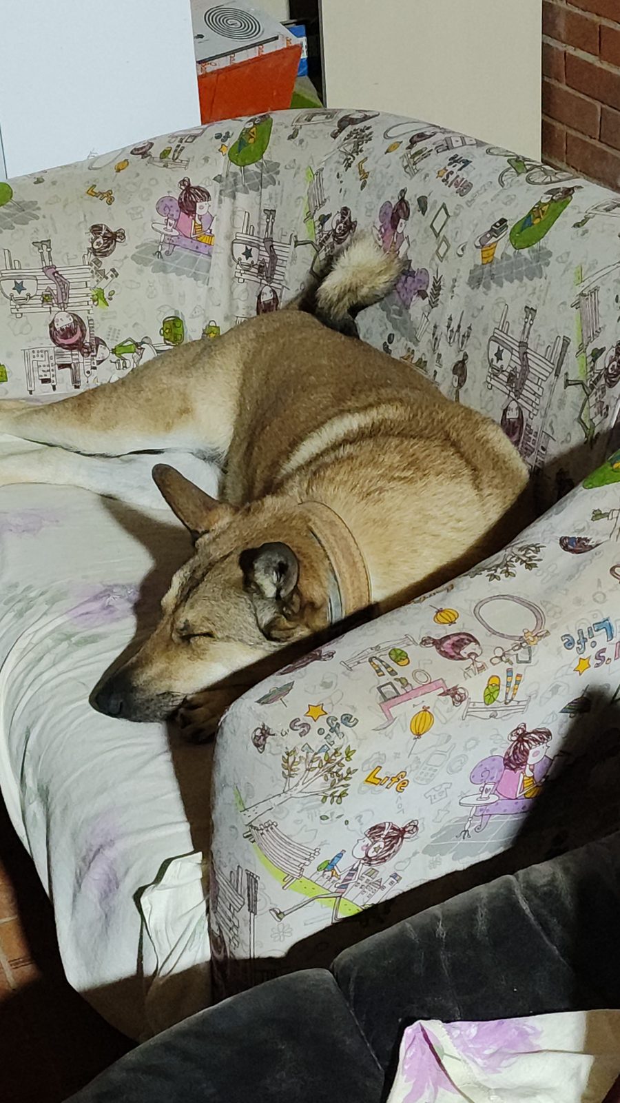 Lost Dog in Preston, England — listing photo