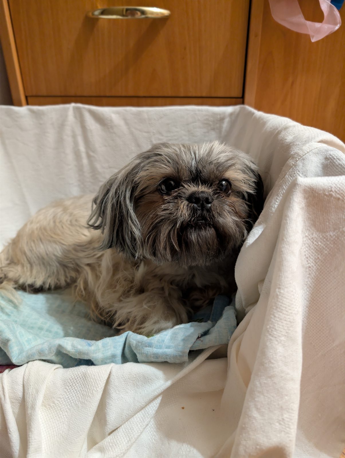 Found Dog in Swindon, England Found Dog in Swindon, England — listing photo