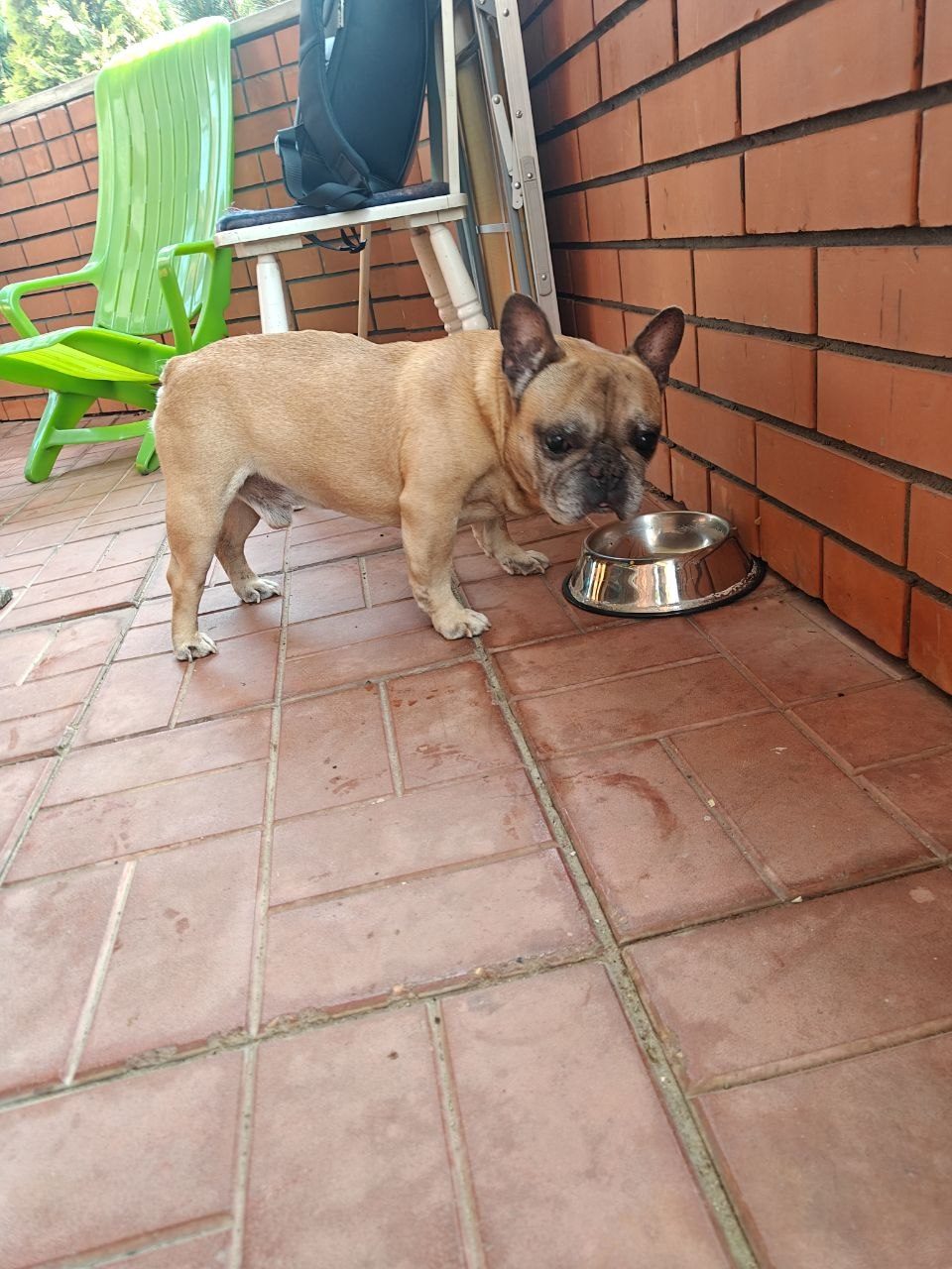 Found Dog in Blackpool, England — Dog found safe in Blackpool