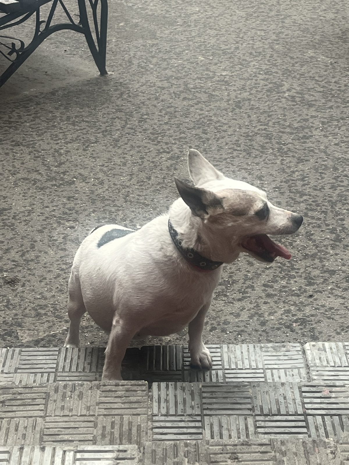 Found Dog in Ipswich, England — listing photo
