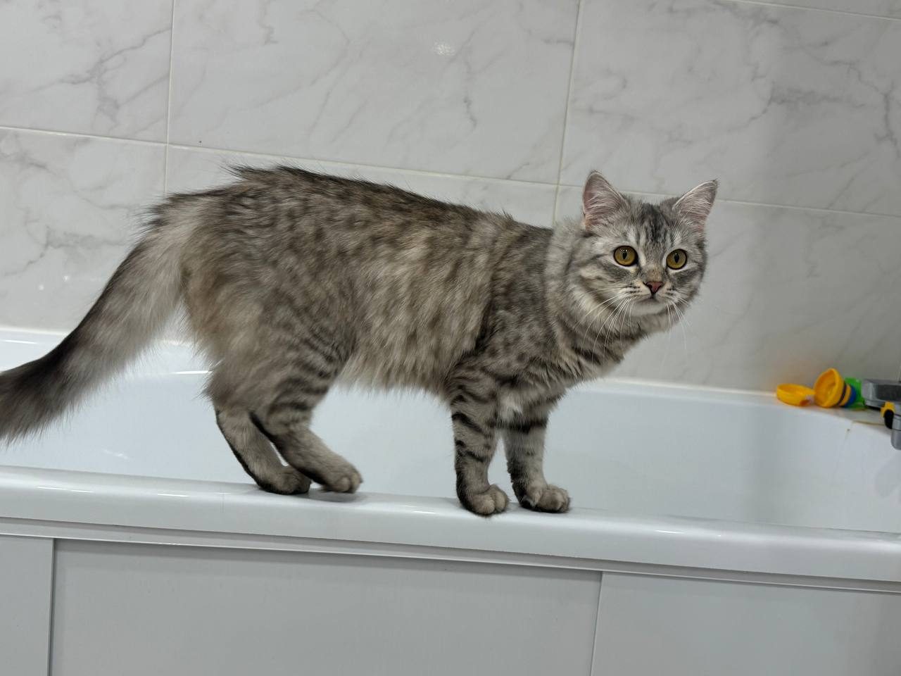 Lost Cat in Bolton, England Lost Cat in Bolton, England — listing photo