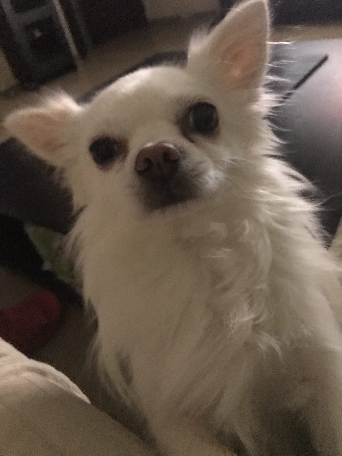 Lost Dog in Middlesbrough, England — listing photo