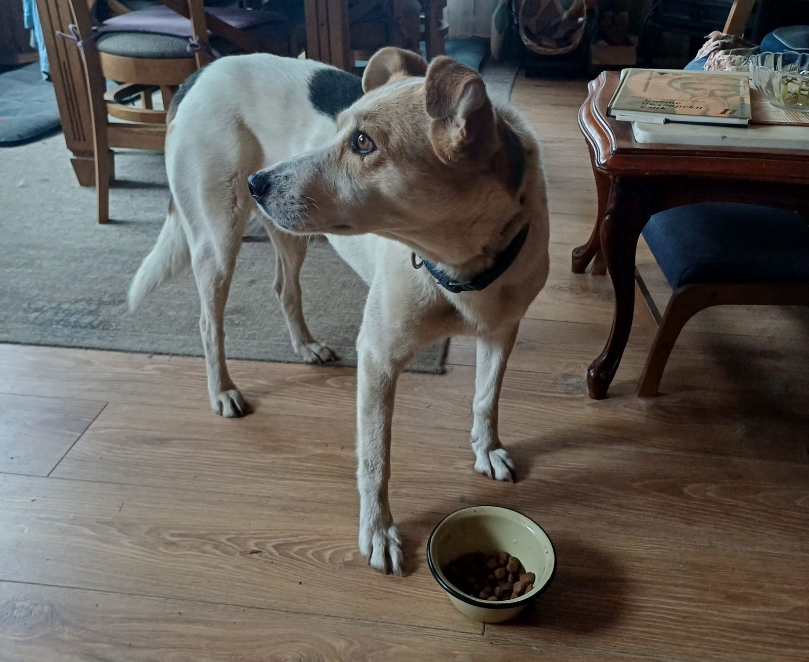 Lost Dog in Bradford, England — listing photo