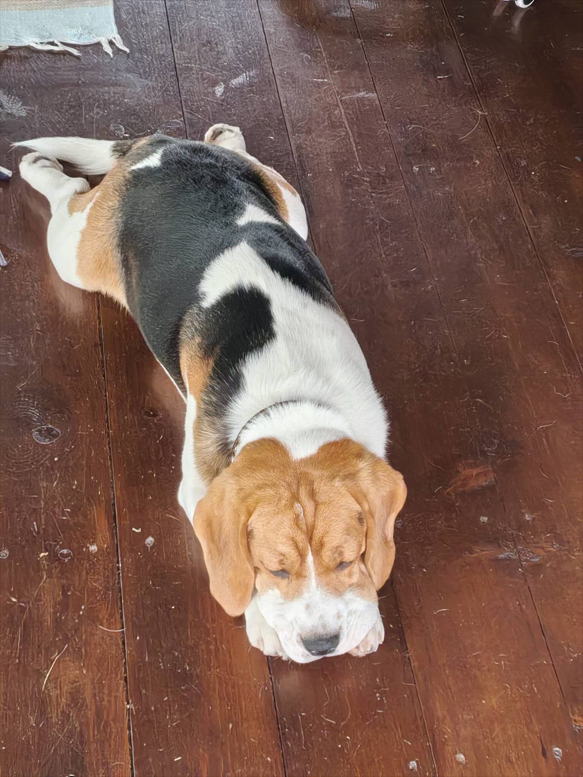 Found Dog in Oxford, England — Stray dog found in Oxford