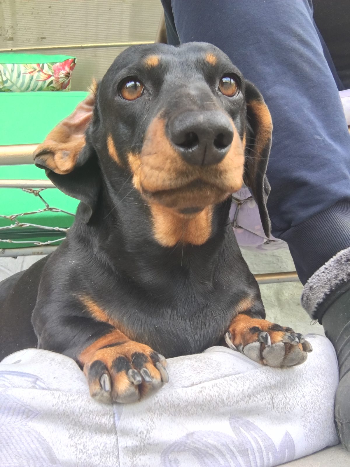 Lost Dog in Ipswich, England Lost Dog in Ipswich, England — listing photo