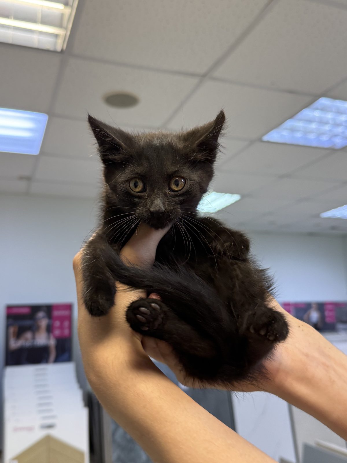 Found Cat in Leicester, England — Cat found safe in Leicester