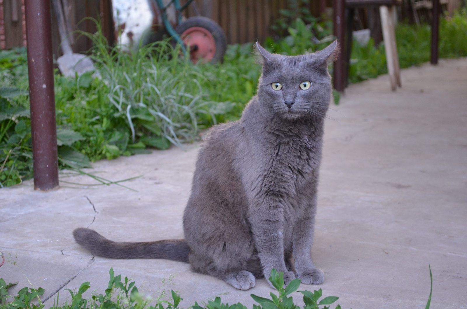 Lost Cat in Dundee, Scotland — listing photo