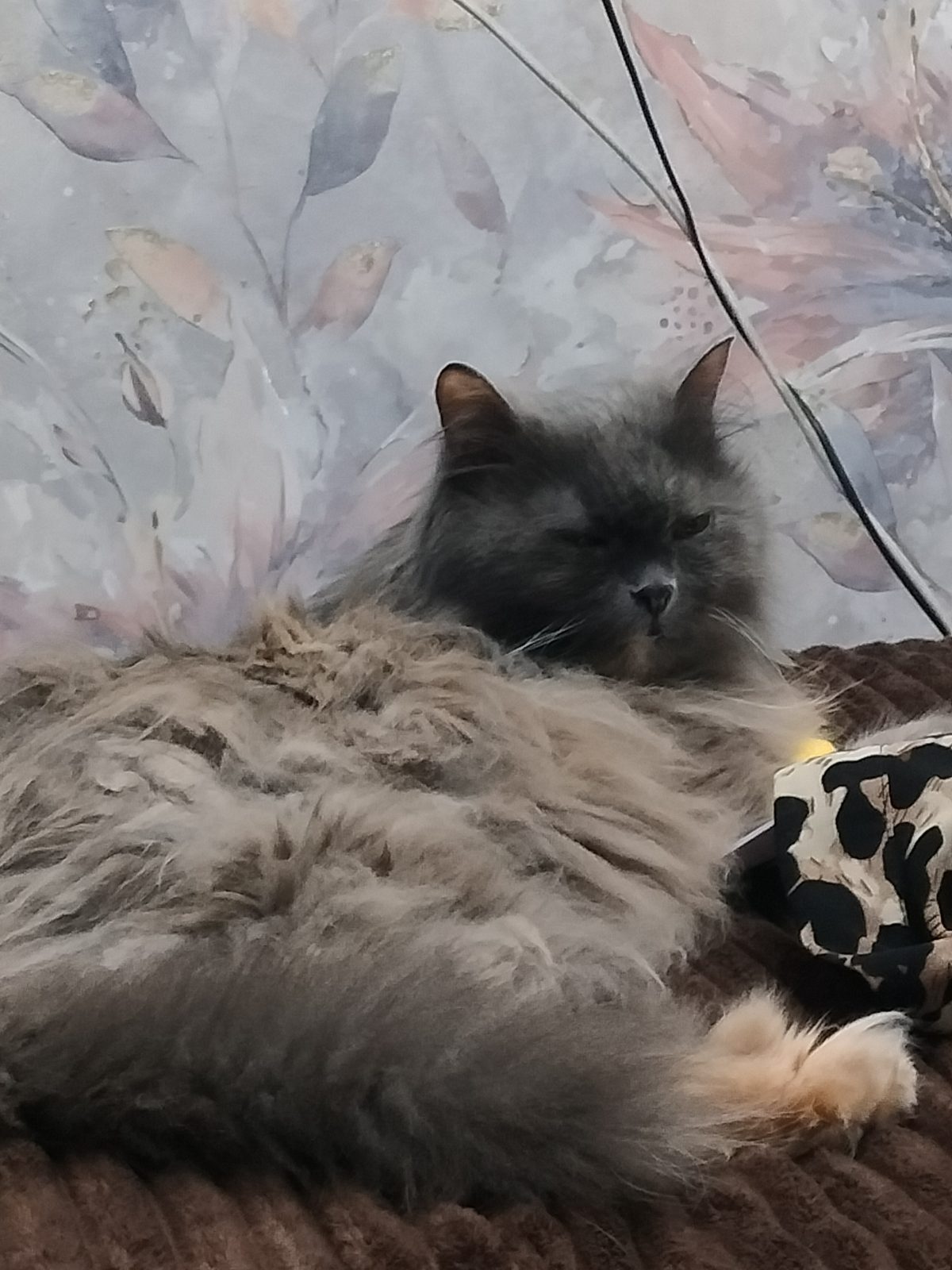 Lost Cat in Sunderland, England — listing photo