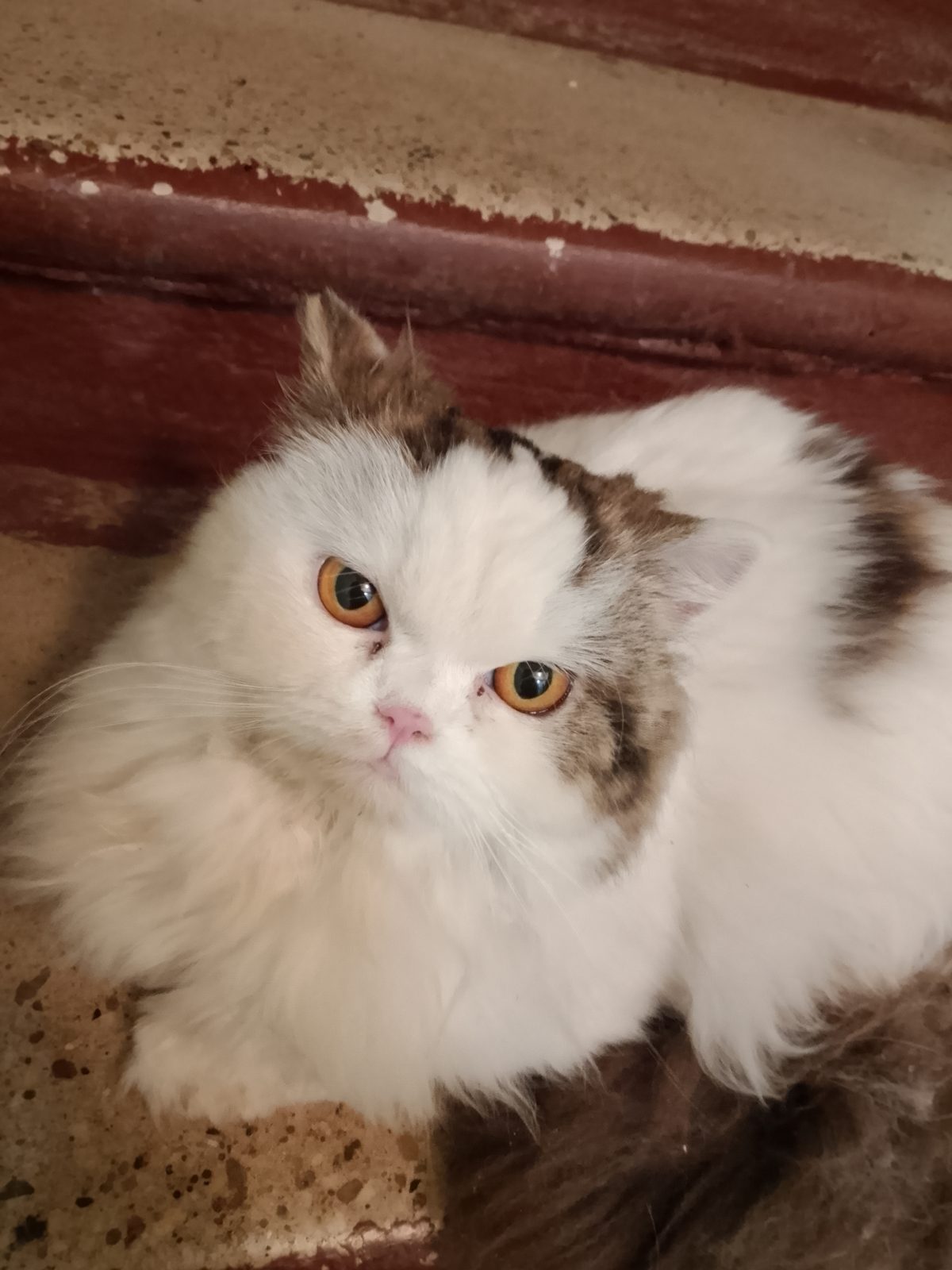 Found Cat in Aberdeen, Scotland — Cat found in Aberdeen