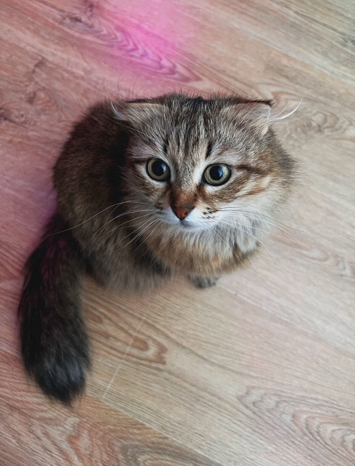 Lost Cat in Ipswich, England Lost Cat in Ipswich, England — listing photo