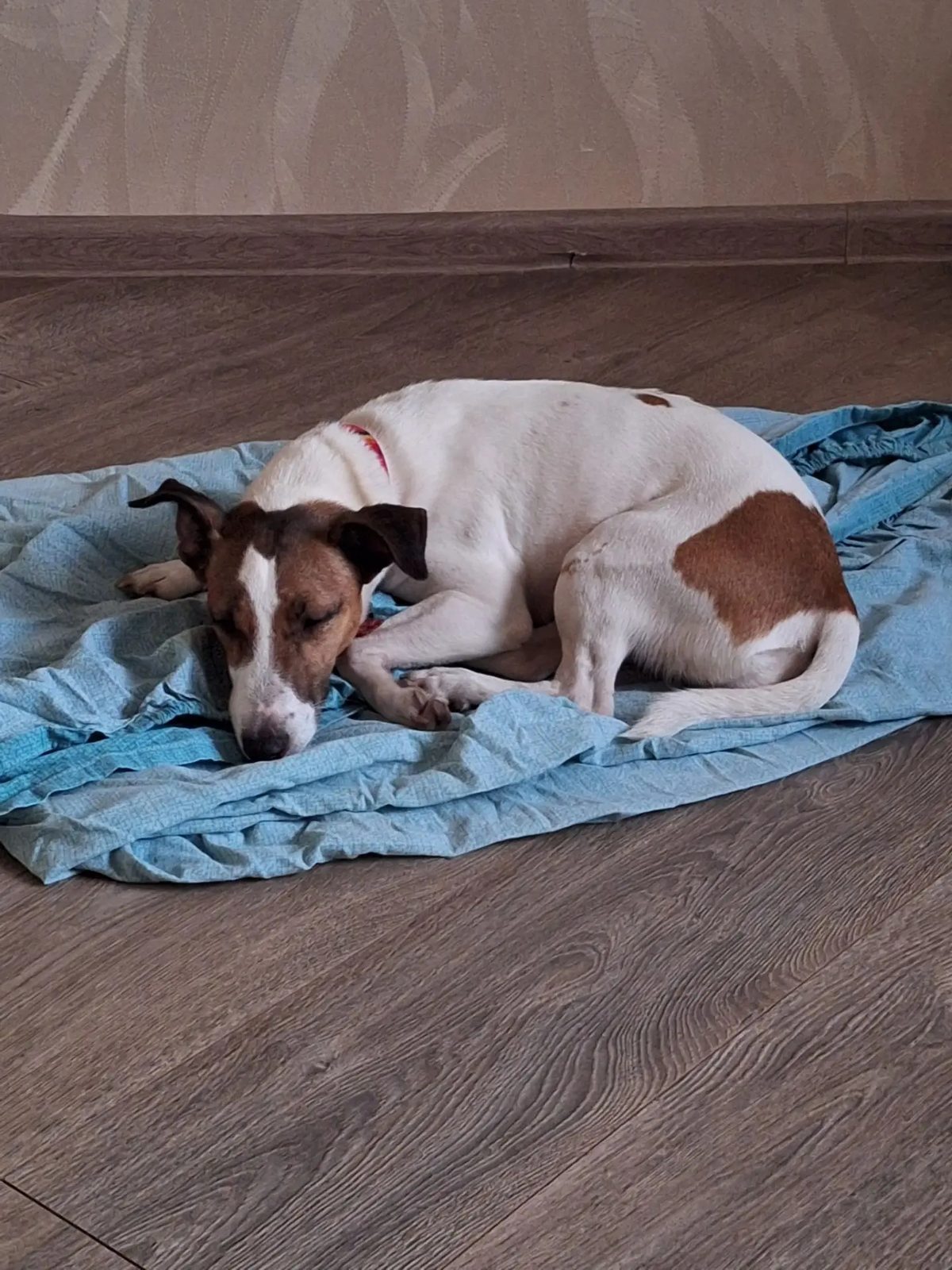 Found Dog in Middlesbrough, England — listing photo