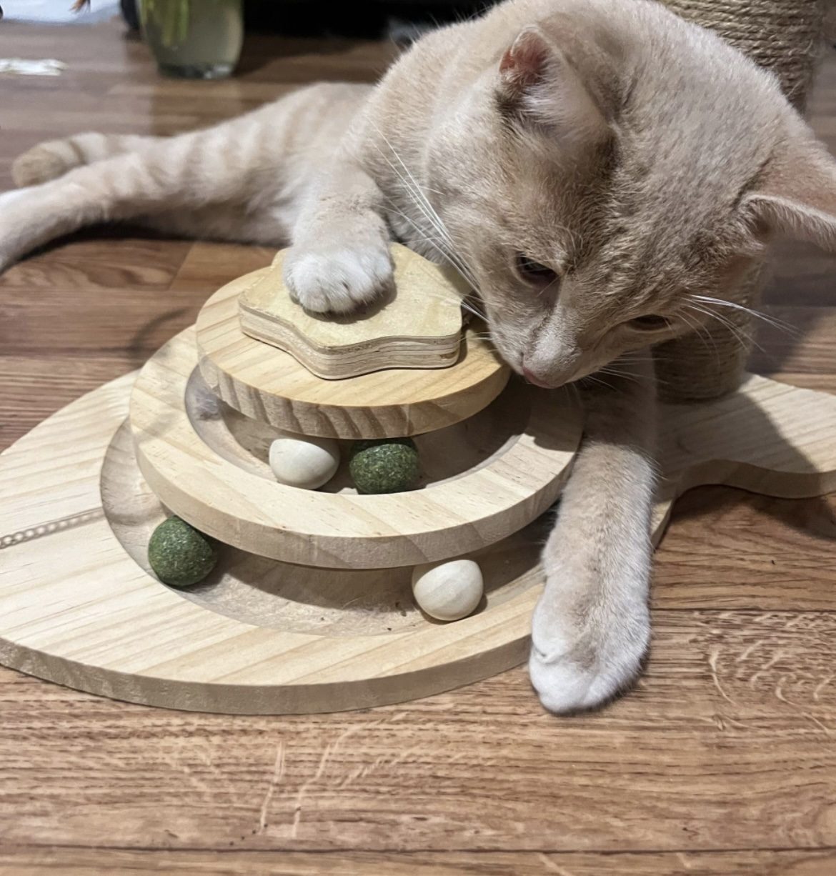 Found Cat in Exeter, England — listing photo