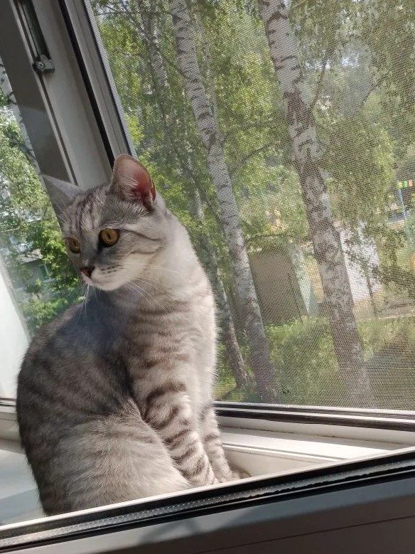 Found Cat in Gloucester, England — Stray cat found in Gloucester