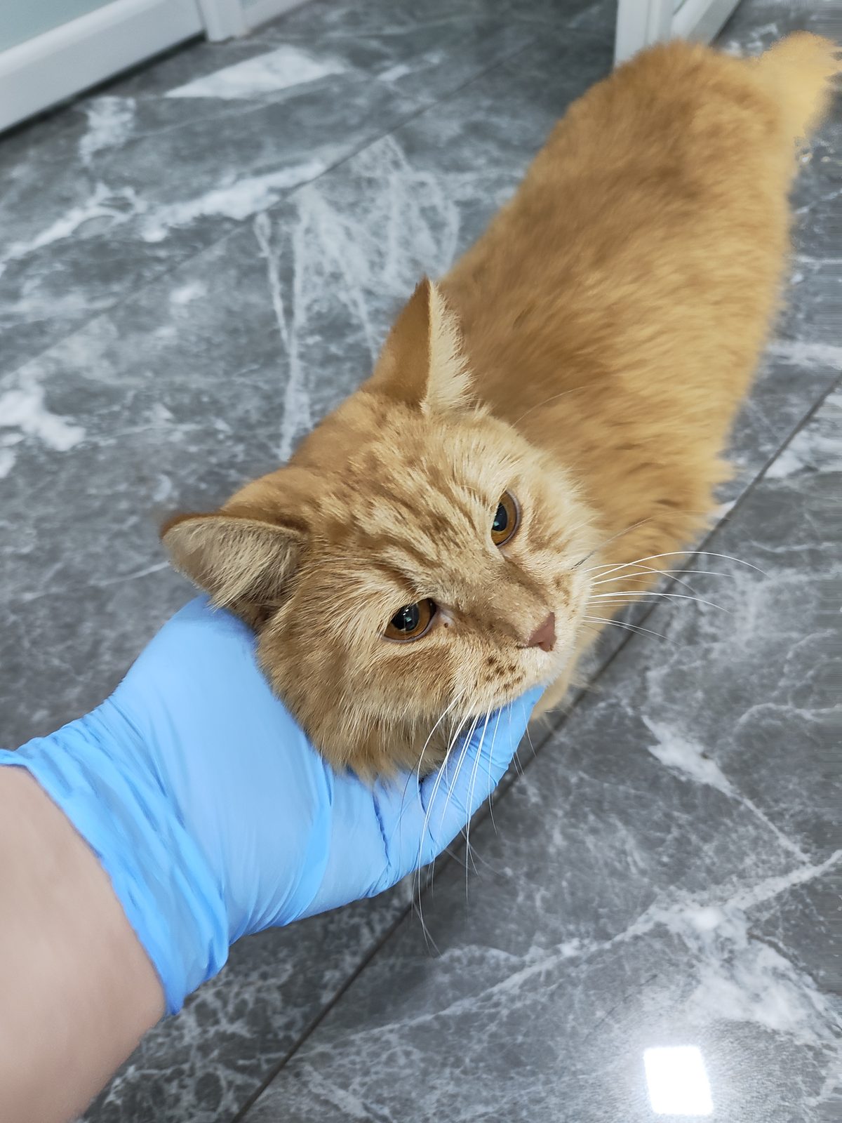 Found Cat in Kingston upon Hull, England — Stray cat found in Kingston upon Hull