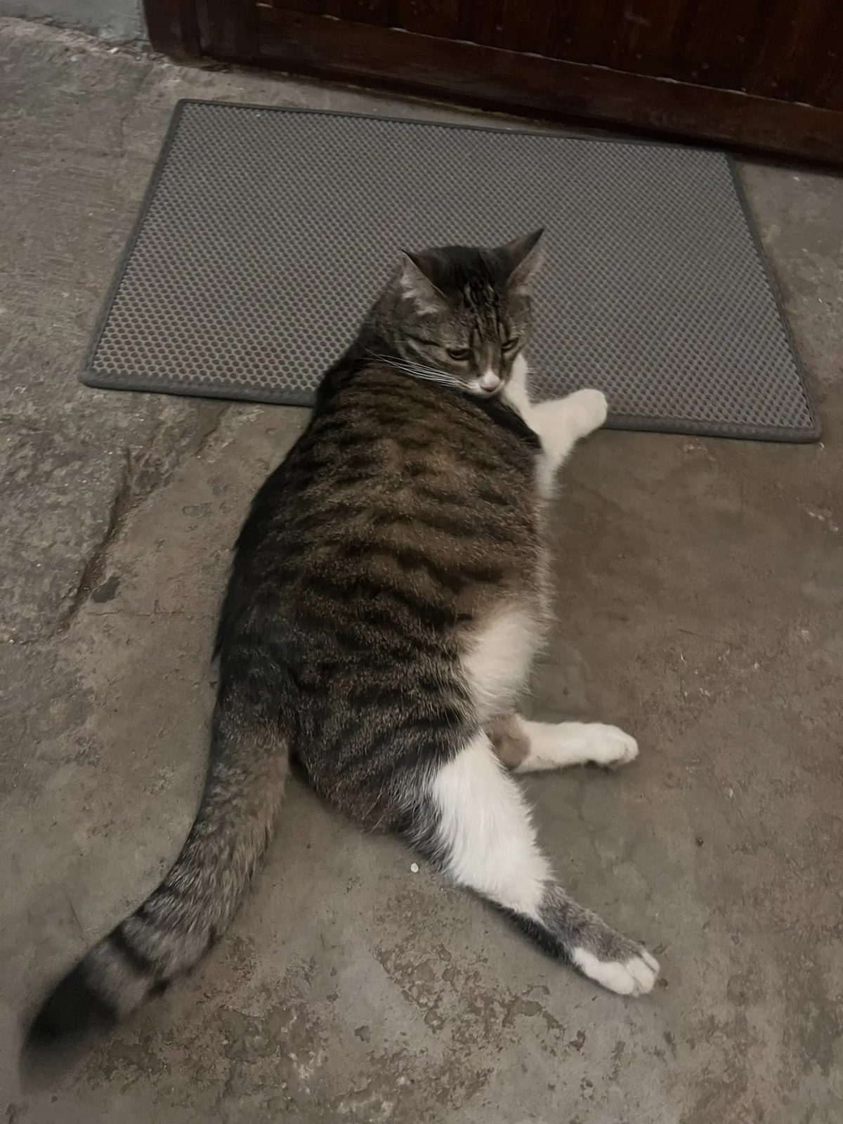 Found Cat in Cambridge, England — Cat found in Cambridge