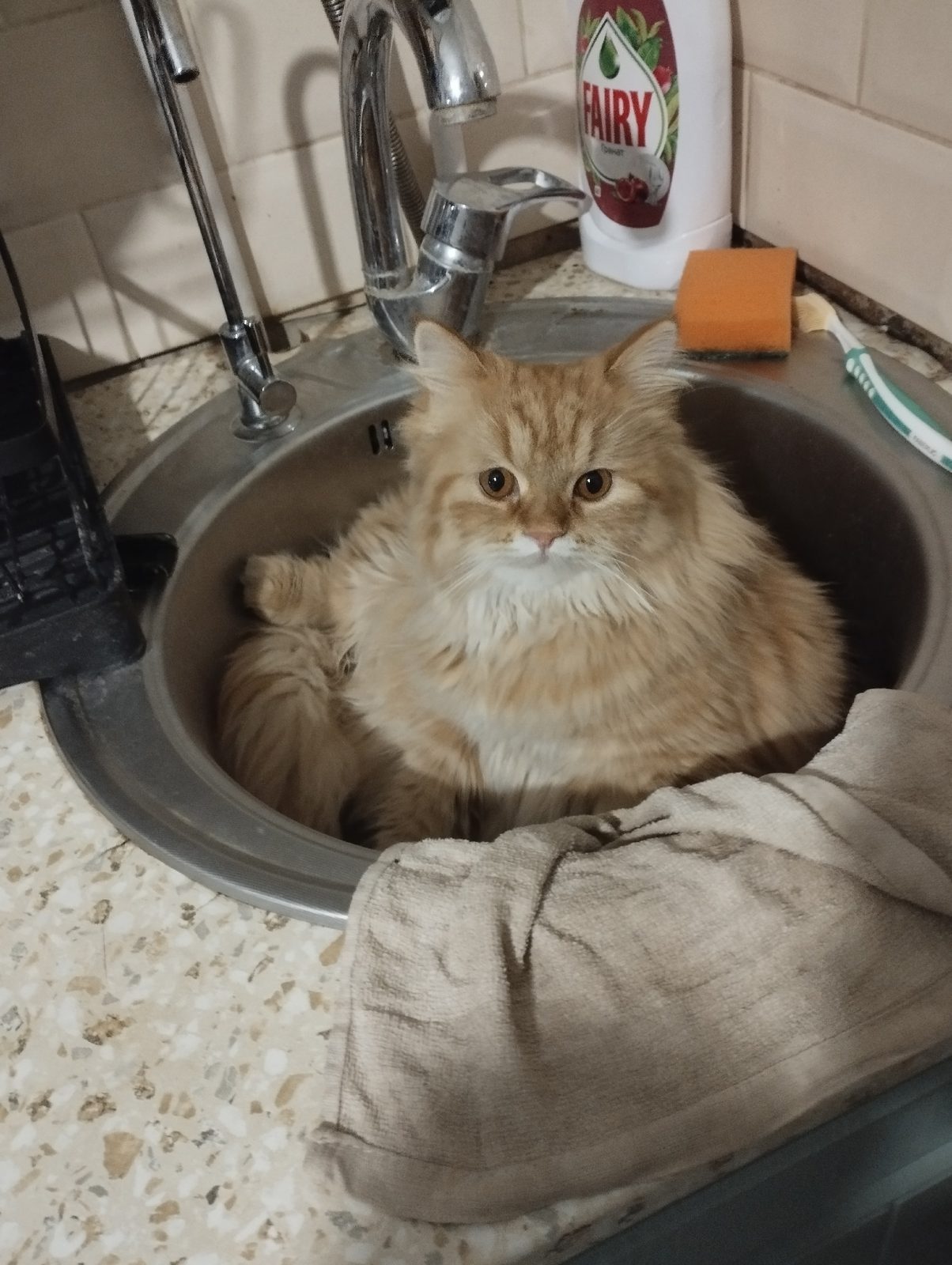 Lost Cat in Wolverhampton, England — listing photo