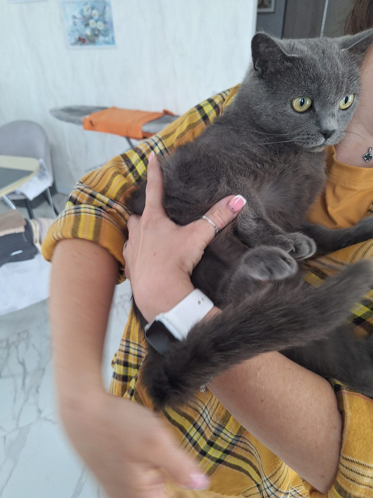 Found Cat in Sunderland, England — listing photo