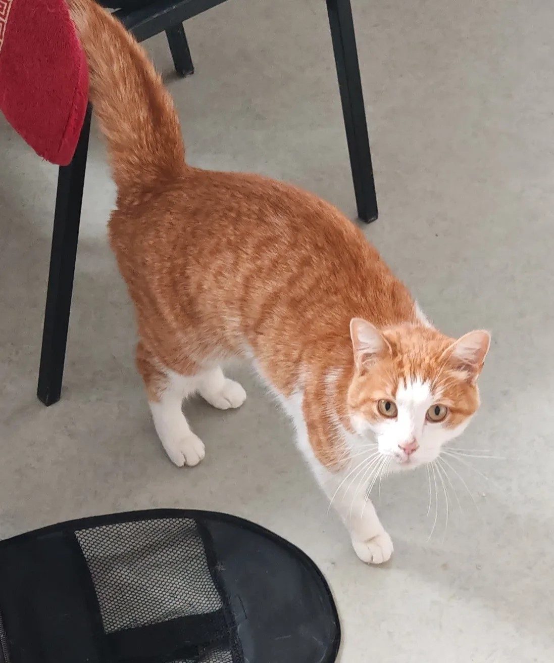 Found Cat in Gloucester, England — listing photo