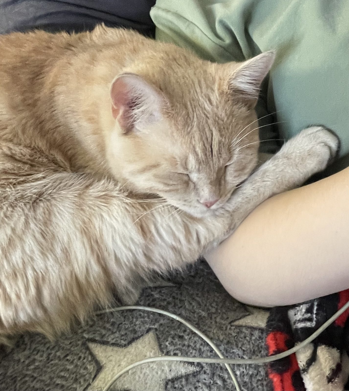 Lost Cat in Reading, England — listing photo