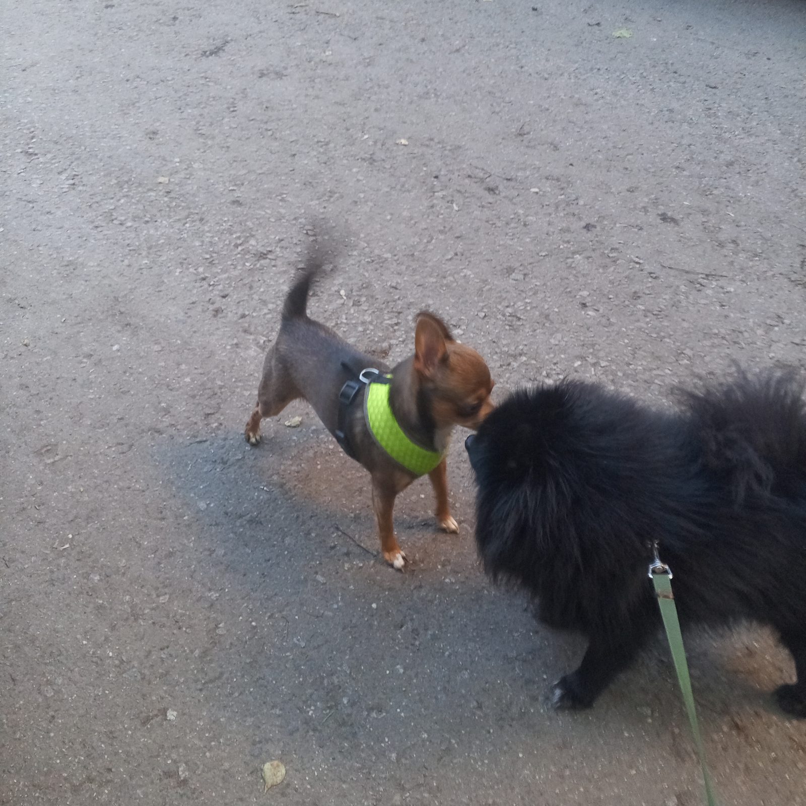 Found Dog in Coventry, England — listing photo