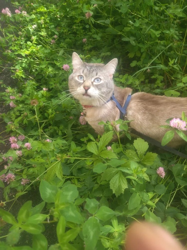 Lost Cat in Oxford, England — listing photo