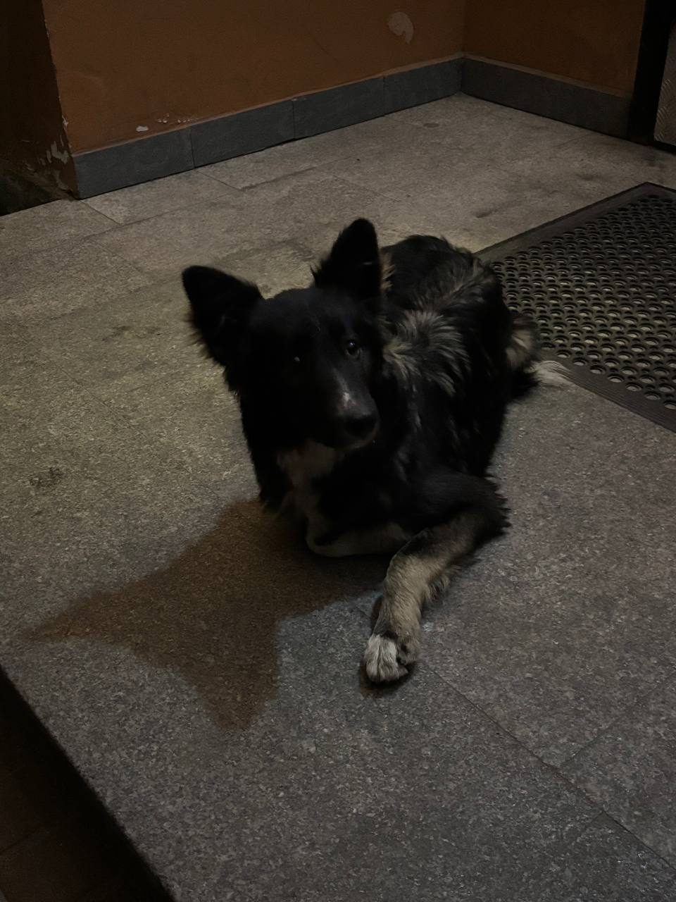 Found Dog in Northampton, England Found Dog in Northampton, England — listing photo