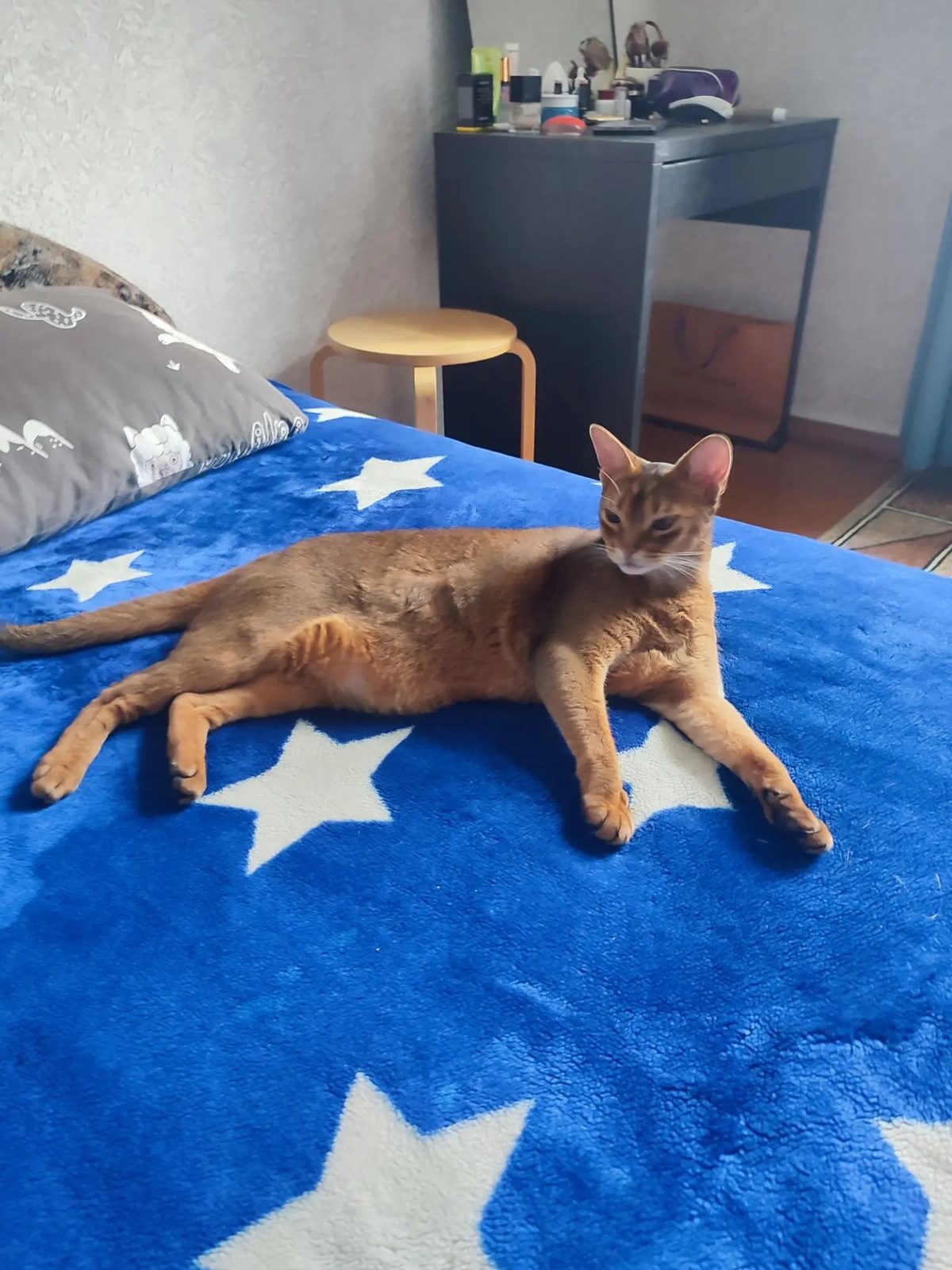 Found Cat in Glasgow, Scotland — Cat found safe in Glasgow